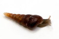 Phaedusa paviei Vietnam, juvenil